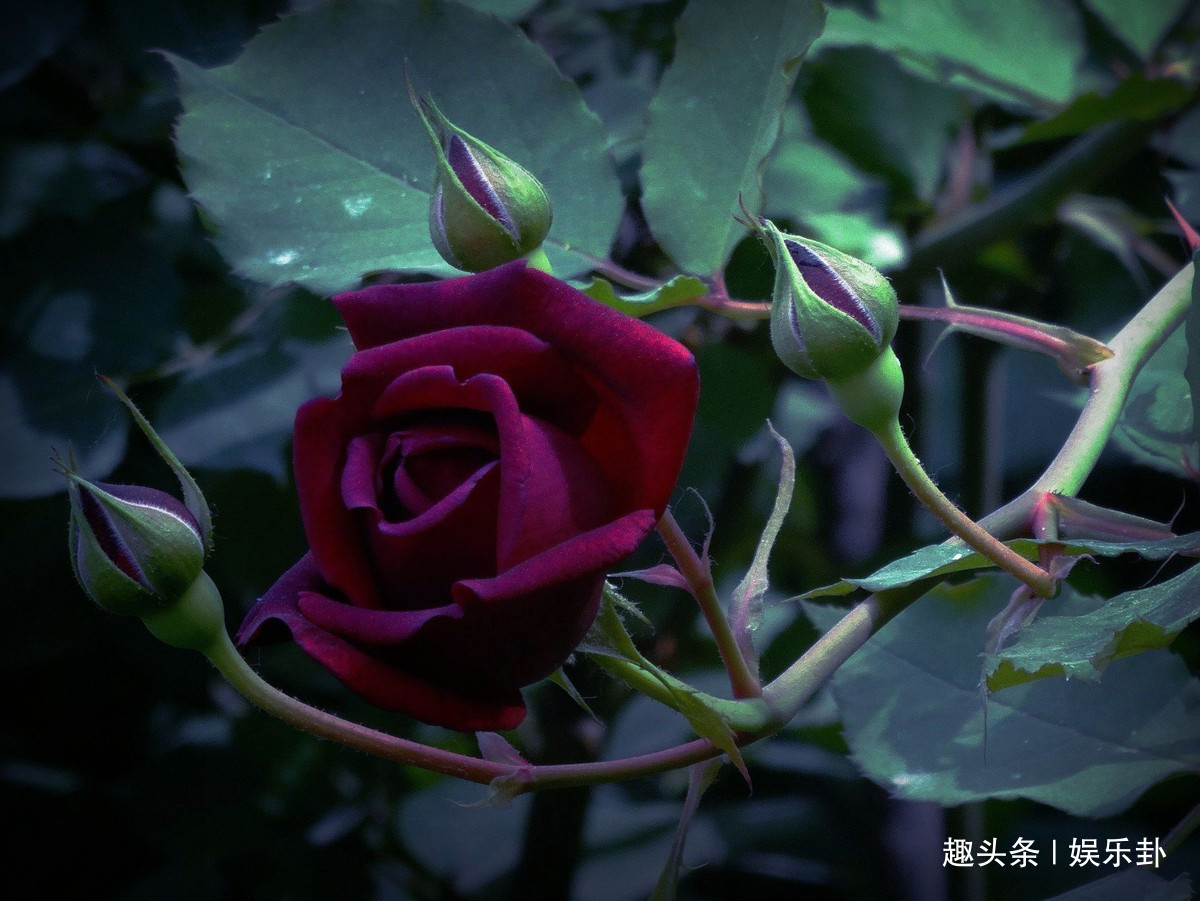 此花花色繁多有淡香味易养易成活,此花花形独特而优雅
