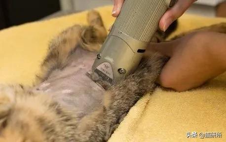 猫咪绝育正切痛还是侧切痛,猫咪绝育是切蛋还是切鸡
