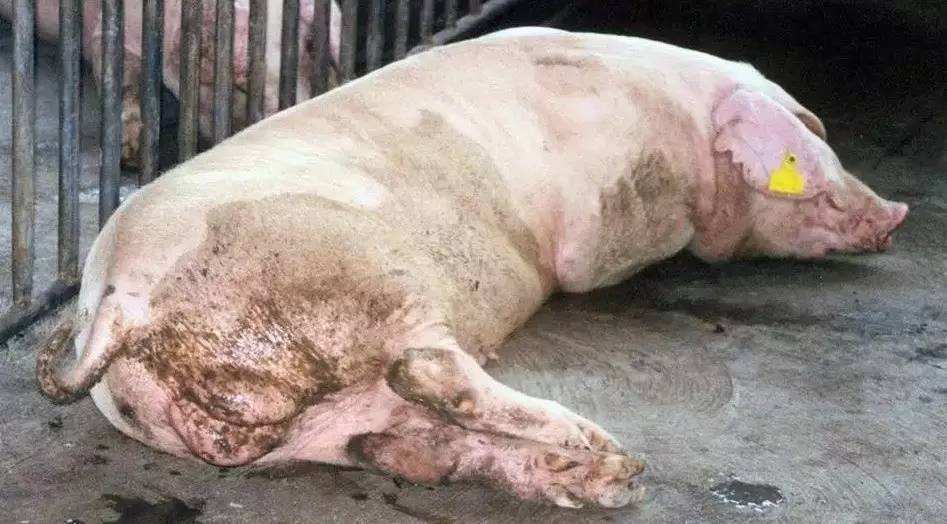 传染性胃肠炎母猪返饲小猪好养吗,仔猪圆环病毒死亡