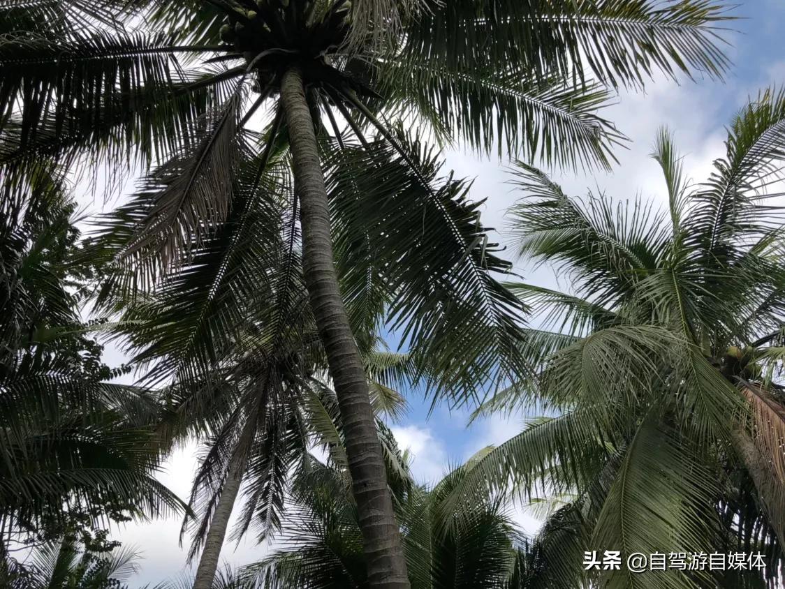 东郊椰林青椰,海南省东郊椰林树影
