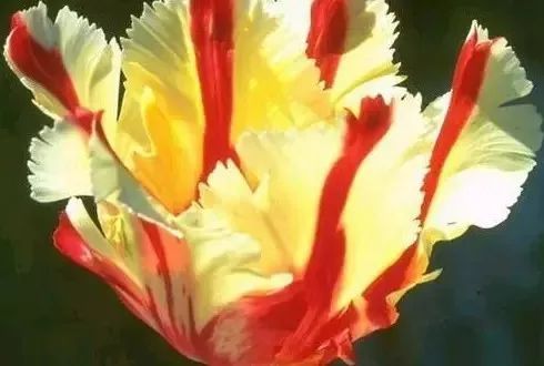 世界各国的国花花语,各国的国花和禁忌花