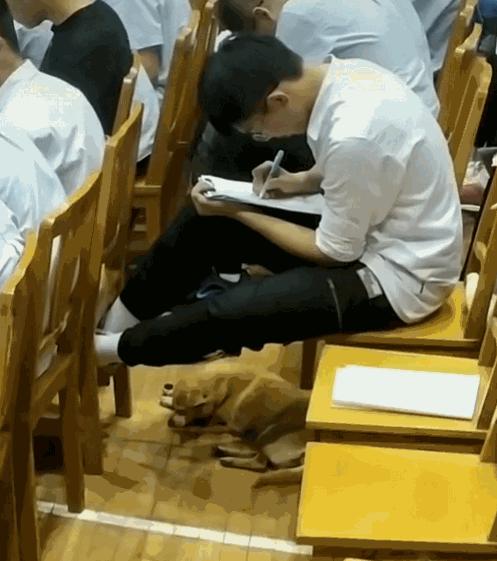 学校狗狗高考被关禁闭,高考被关禁闭网红狗去世