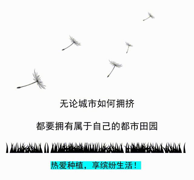 盆栽大蒜怎么吃,发芽的大蒜怎么盆栽