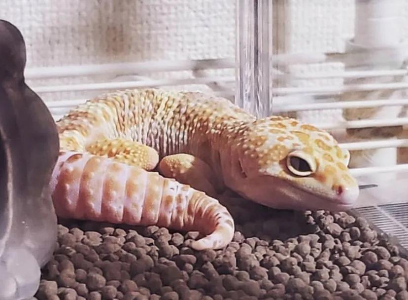 豹纹守宫繁育选什么基因,豹纹守宫怎么饲养可以更加听话