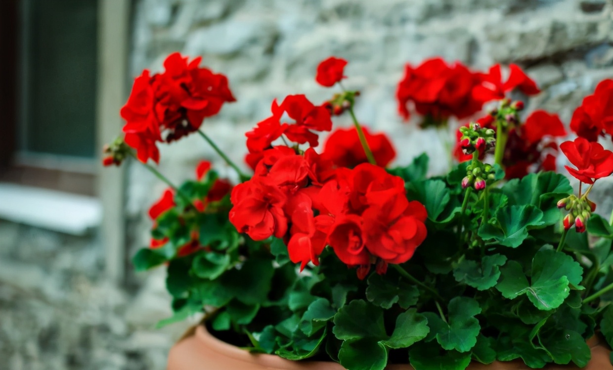 养花常见病虫害及处理方法,养花只用吡虫啉就能预防病虫害吗