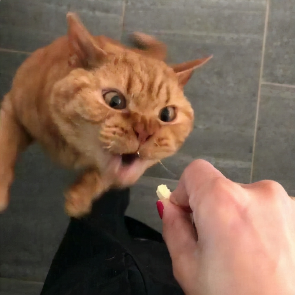 猫咪打喷嚏眼睛有分泌物,猫咪一只眼睛红有分泌物