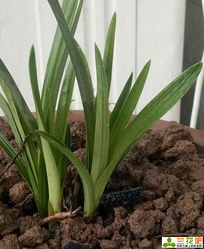 兰花是什么类型的植物,兰花承露叶形态特征