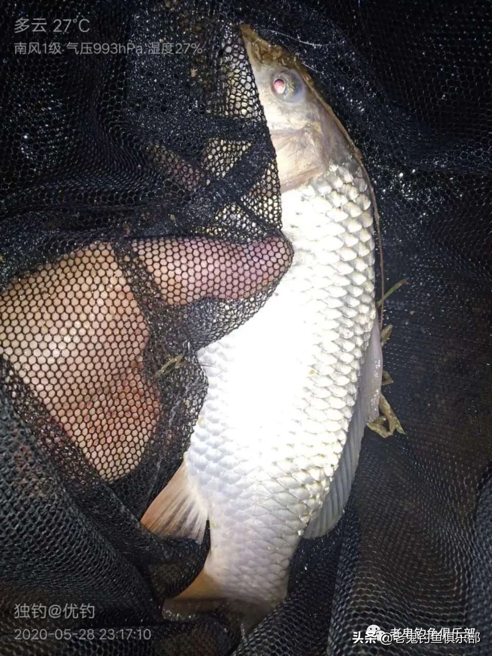 老鬼的大板鲫狂拉野钓视频,老鬼大板鲫狂拉怎么样