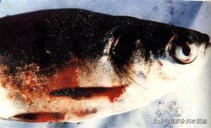 鱼类越冬综合征怎么处理,鱼类暴发性出血病最佳治疗方法