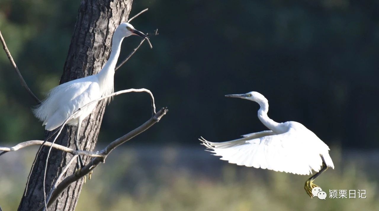 关于白鹭的资料,关于白鹭的资料五年级