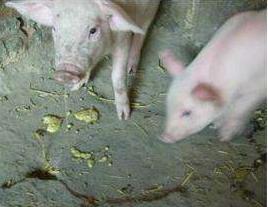 新生仔猪呕吐的原因和治疗方法,仔猪呕吐是什么意思