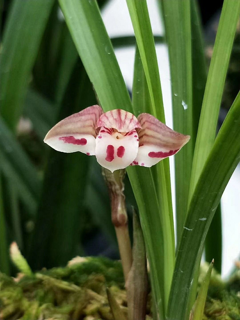 兰花粉虱怎么去除,兰花上的虱虫怎么去除