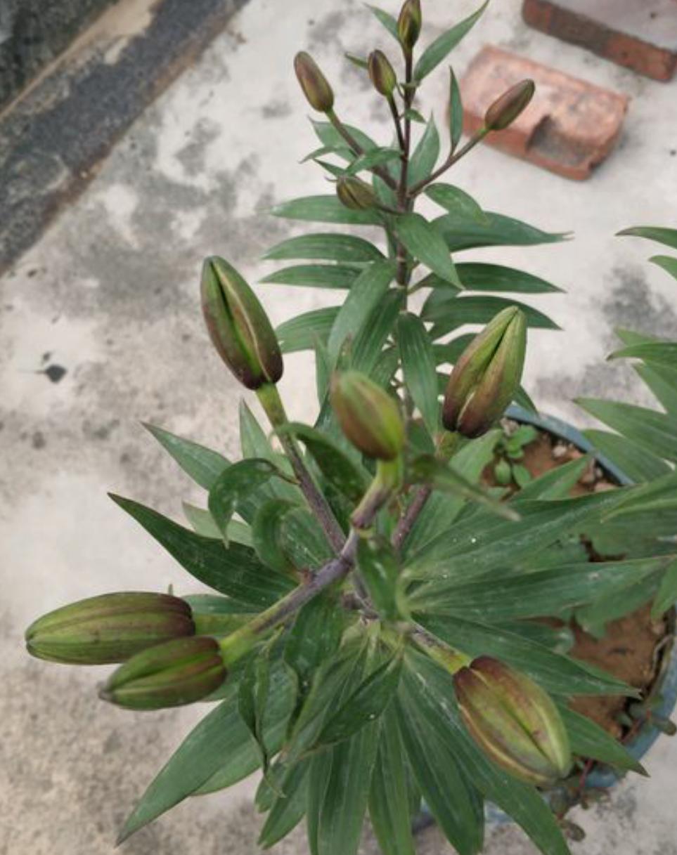 家养盆栽百合花开完之后怎么办呢,买回来的鲜百合花枯萎了怎么办