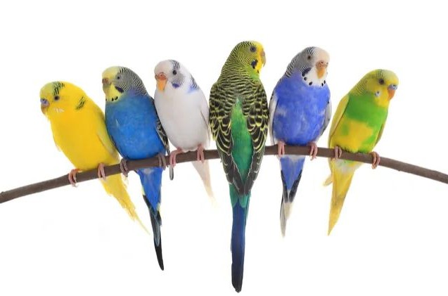 虎皮鹦鹉会说话吗,虎皮鹦鹉的饲养方法视频播放