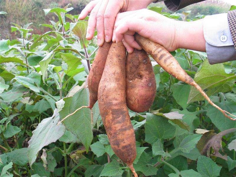 天山雪莲果甜,天山雪莲和白地瓜