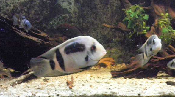 慈鲷品种,慈鲷类型