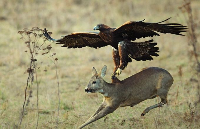 老鹰最大能飞多少米,老鹰最大可以抓多重的