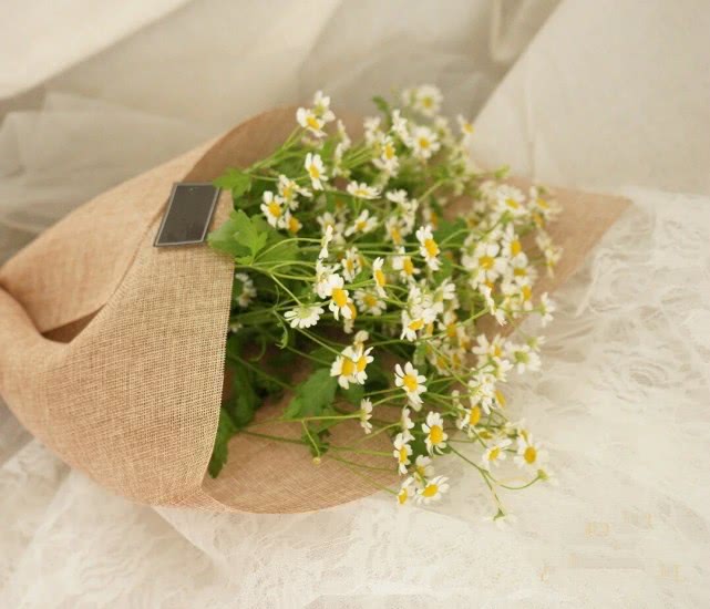 洋甘菊花怎么养护,洋甘菊的醒花及养护