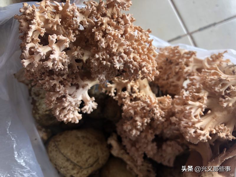 贵州仓更板栗基地地址,贵州板栗在哪里