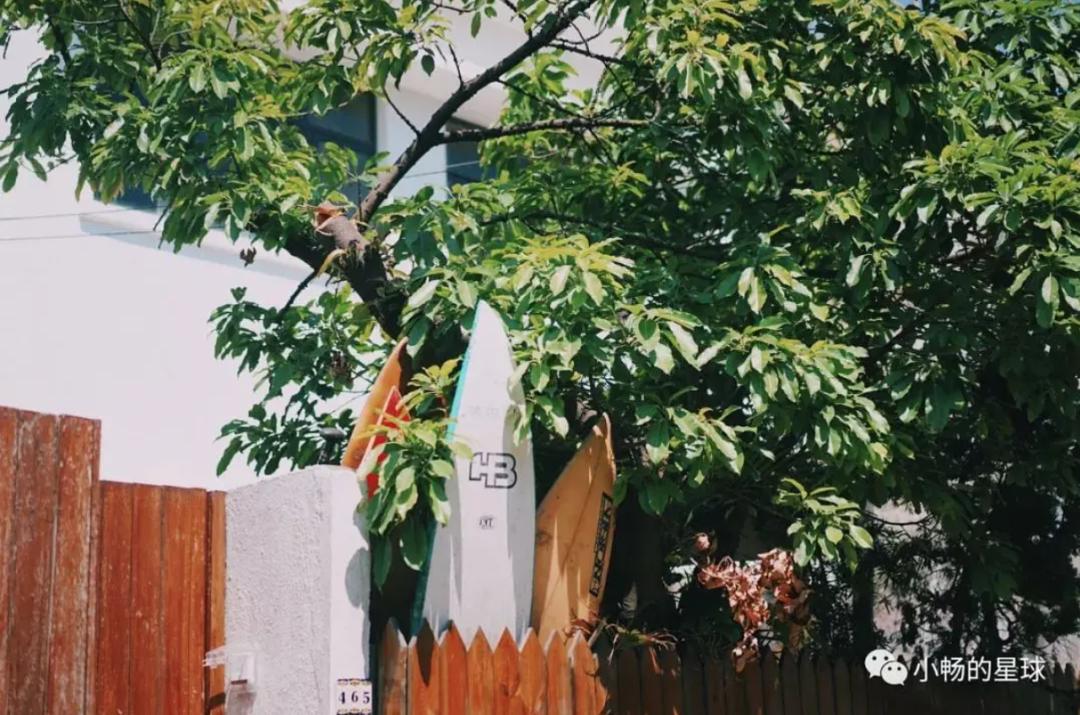 喜宝被老头打后续,喜宝喜欢石澳岛吗