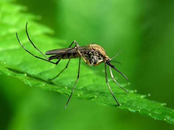 养狗避免寄生虫的正确方法,养宠物狗如何预防寄生虫