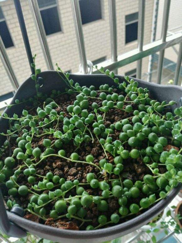 多肉佛珠长藤,多肉佛珠吊兰抗寒吗