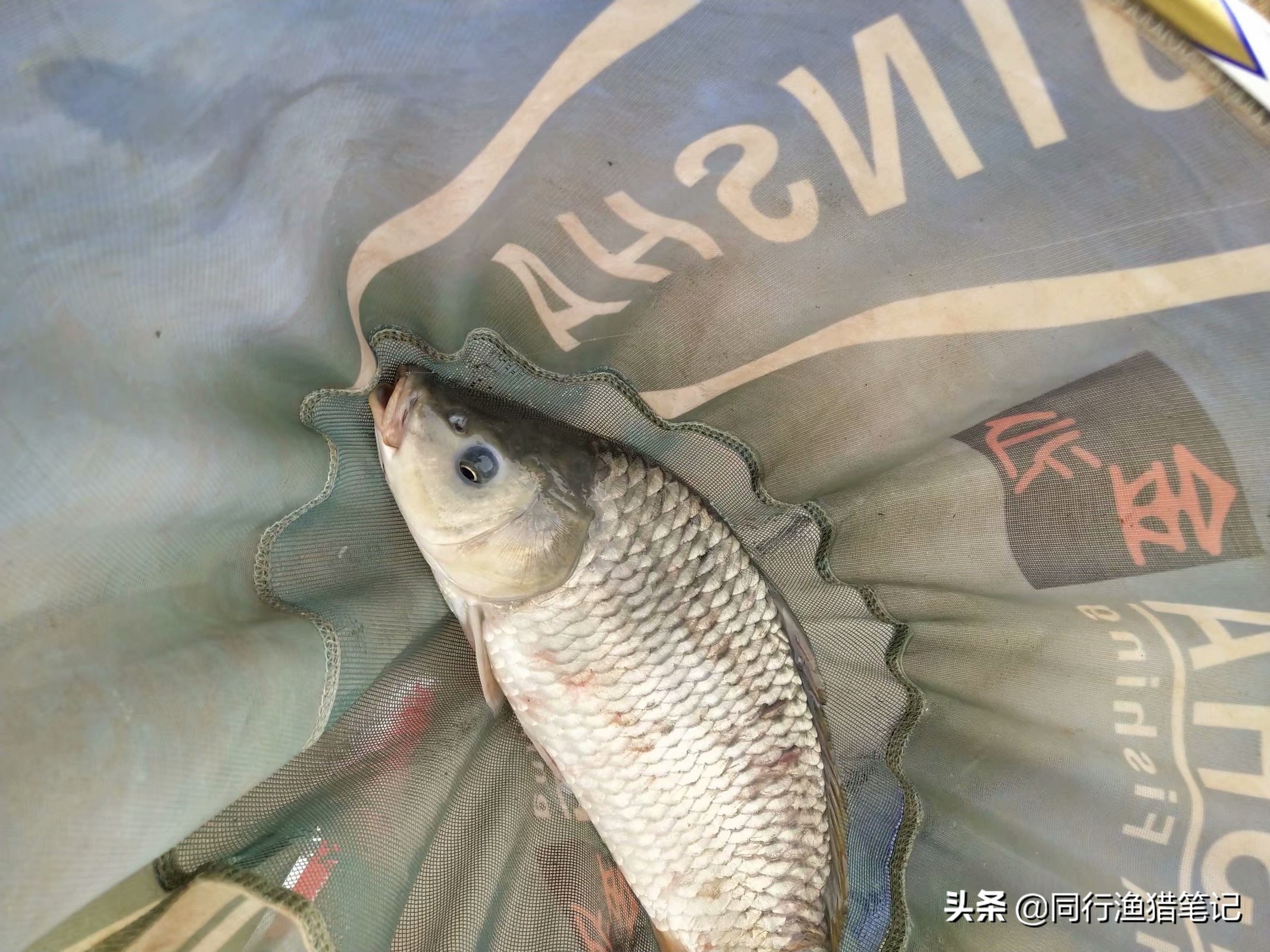 鱼有红血丝怎么治,鱼身上出现红血斑怎么办图片