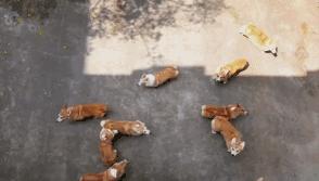 小短腿柯基居然有三个不同品种,小短腿柯基有多可爱