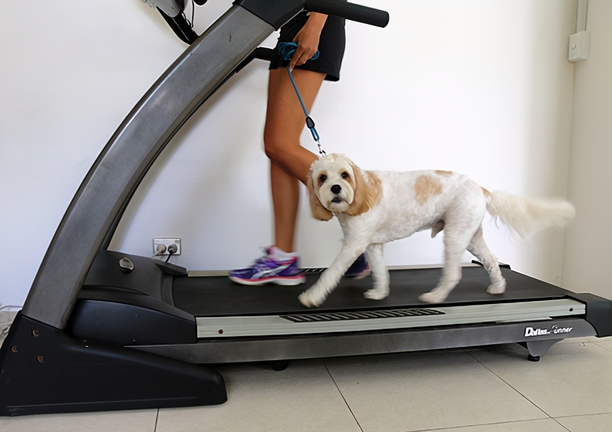 三个月大的狗狗精力很旺盛怎么办,狗狗精力过于旺盛