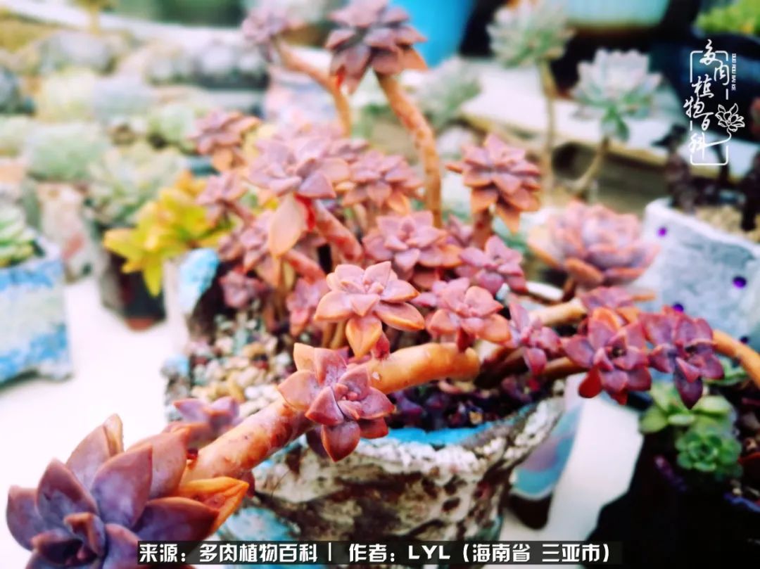 开挂区养多肉,非开挂区怎么把多肉养出态势