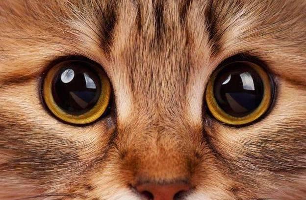 猫咪狗狗眼屎多是怎么回事,狗狗眼睛红肿是怎么回事