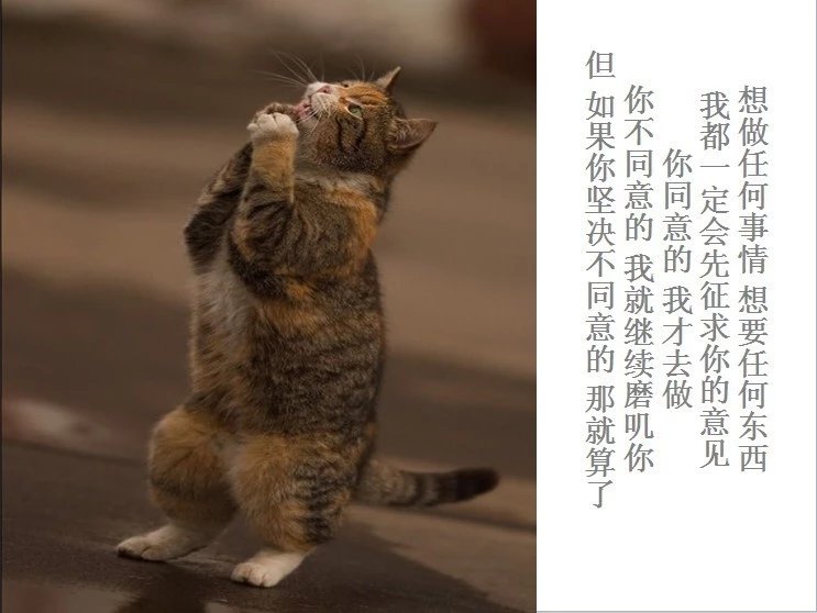 我只想说声爱你,只想再爱你一次