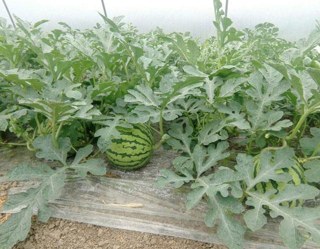 西瓜得了蔓枯病能全死亡吗,大棚西瓜的蔓枯病怎么治疗