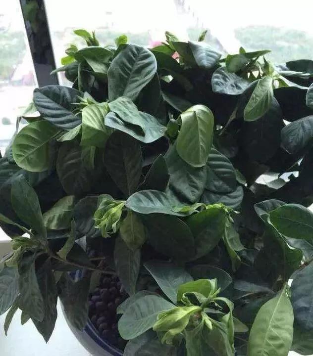 冬天植物被冻坏了怎么抢救,植物冻伤后怎么养