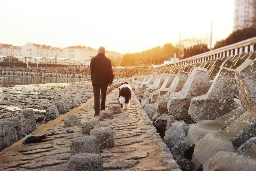 广州狗证怎么办理,爱他就给他个名分