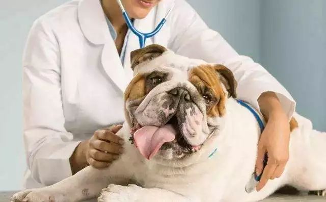 怎么通过狗狗便便颜色判断,狗狗吐绿色的呕吐物要不要看