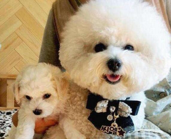 比熊狗肛周腺多久挤一次,比熊幼犬的肛腺多久挤一次