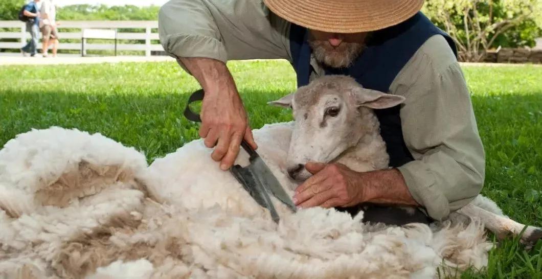 羊绒和羊毛绒有什么区别吗,羊绒羊毛衫傻傻分不清楚