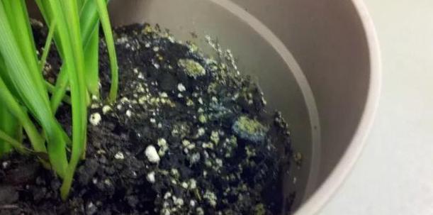 盆栽土壤长毛怎么办,盆栽土壤发霉长虫怎么办