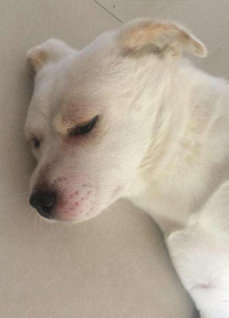 给狗狗打完疫苗多久可吃驱虫药,给狗狗打完3针疫苗多久能出去遛