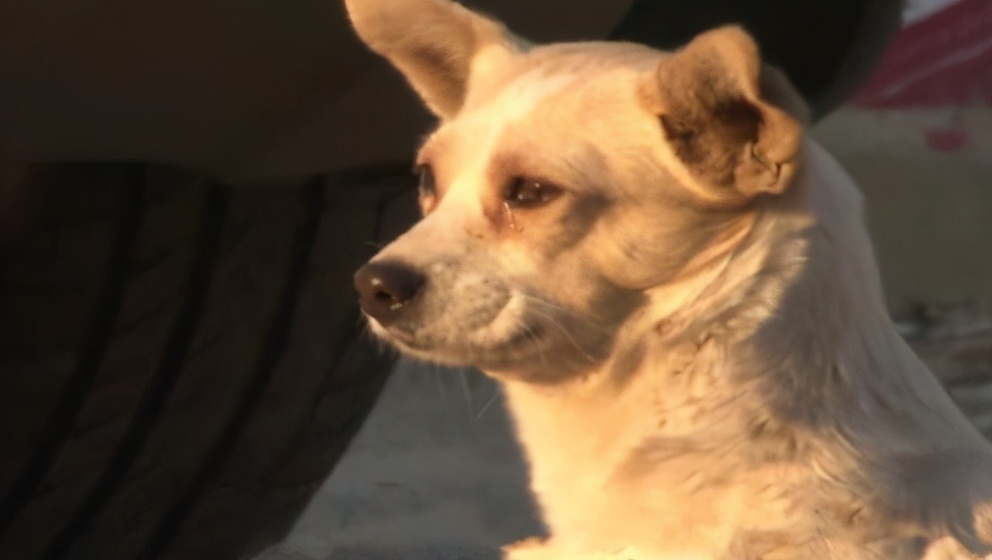 狗狗什么情况会便血,狗狗总流泪是什么原因