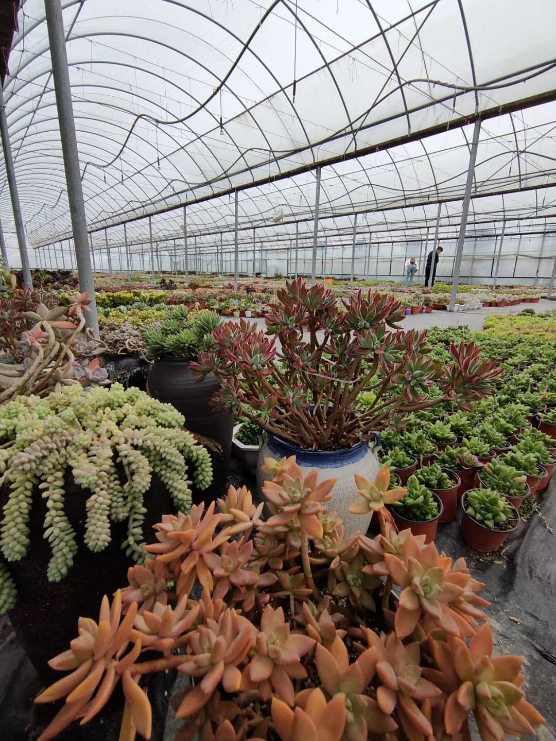 甘岸办事处与多肉相伴的邱丘：直爽可爱与温柔细腻并不冲突