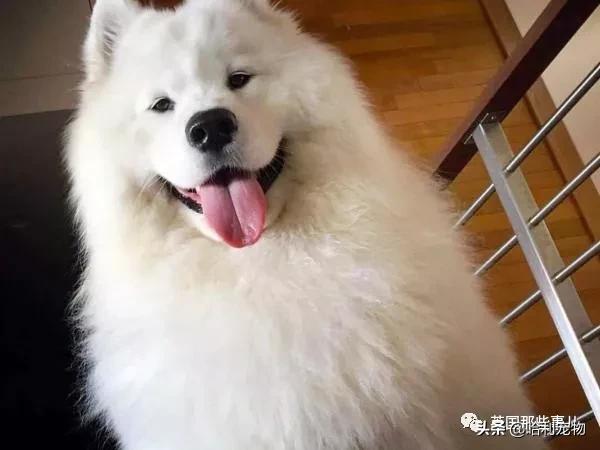 要狗看门？千万别选萨摩耶！这货除了笑不会干别的了