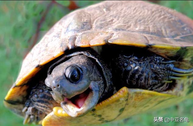 养龟秘籍搞笑,养龟绝招大全视频