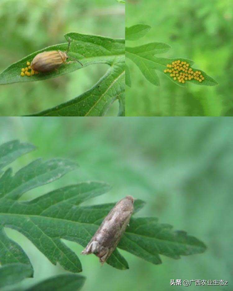 豚草是不是恶性入侵植物,恶性入侵植物