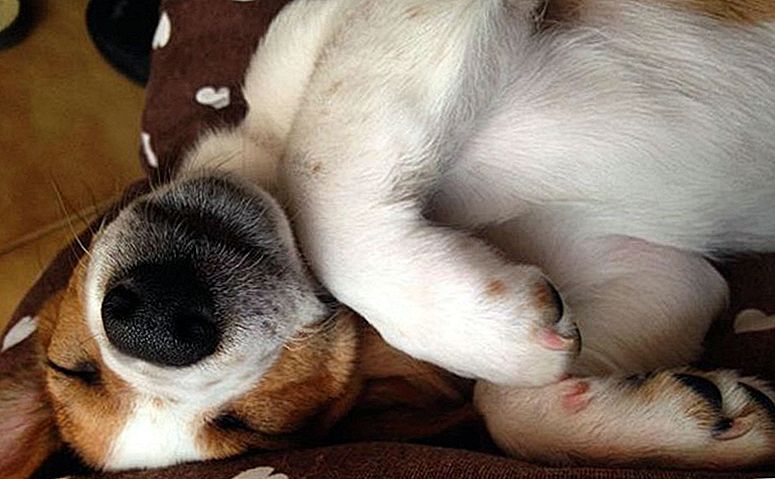 狗狗癫痫发作时的急救方法,狗狗癫痫好了以后关注什么