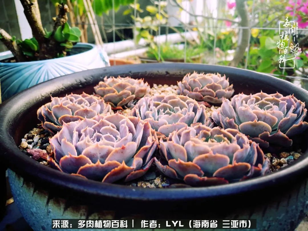 开挂区养多肉,非开挂区怎么把多肉养出态势