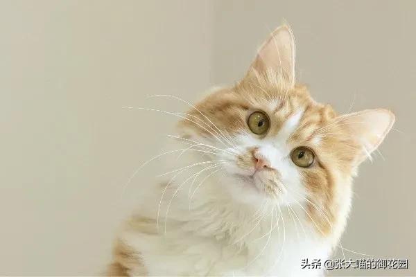 猫咪急救药品,猫咪急救用品一览表
