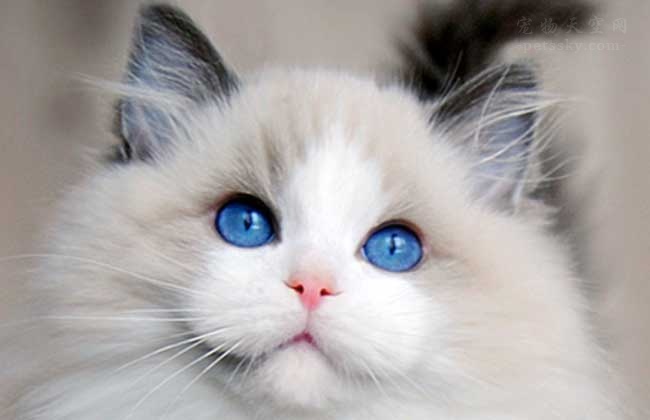 猫爪杯真的很贵吗,猫爪杯杯子价格