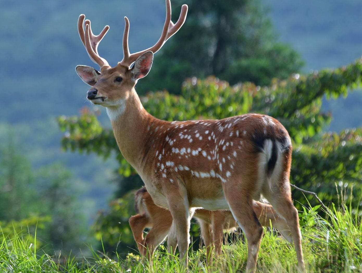 动物舌头的“功能”针对动物来说舌头而是一件“厉害的*器武**”